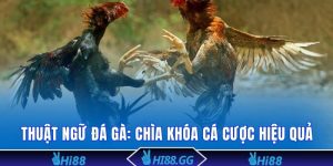 Thuật ngữ đá gà